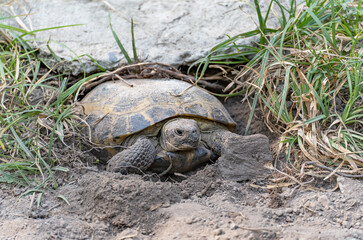 A Central Asian turtle looks out of a hole it dug under a concrete slab. She looks angry. She dug a hole to hibernate because autumn had come and it was getting colder.