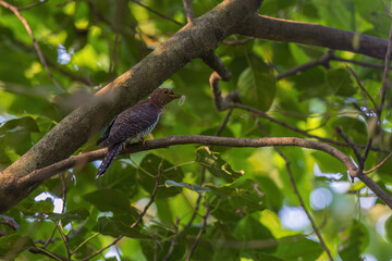 Lesser Cuckoo, Cuculus Poliocephalus, hepatic morph at Rabindra Saravar, Kolkata, West Bengal, India