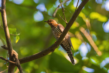 Lesser Cuckoo, Cuculus Poliocephalus, hepatic morph at Rabindra Saravar, Kolkata, West Bengal, India