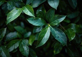 Closeup of dark green leaves nature beauty background