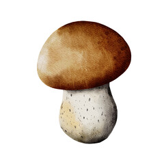 Boletus mushroom. Watercolor illustration, hand drawn, isolated. Realistic botanical mushroom clip art in orange color for eco goods, textiles, natural herbal medicine, healthy tea, cosmetics