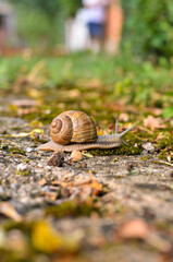 Big snail in shell crawling on road, summer day in garden