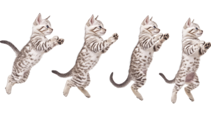 American Shorthairs Joyfully Jumping in a Playful Display Indoors Generative AI