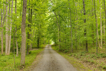 Serene Forest Path Lined With Lush Green Trees.