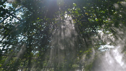 Sunlight filtering through lush green foliage in greenhouse, creating serene and tranquil ambiance, Nature and Relaxation.