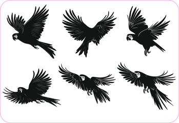 Vector parrot silhouettes of amazon jungle isolated on white background