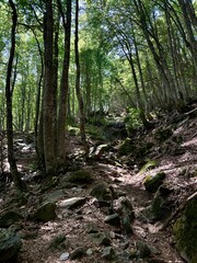 Rocky forest trail ascending through tall trees with sunlight breaking through