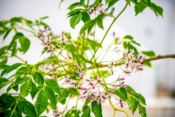 Persian lilac melia azedarach flowers on tree branch macro closeup on Ikaria island, Greece at home house garden