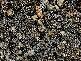Brown spruce cones close up background or texture, cones in the garden, organic mulch, neutral nature background of grey and brown dried pine cones