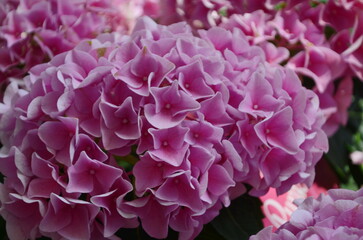 Hydrangea pink flower closeup. Beautiful Hortensia blooming in summer garden. Beauty pink and white colour Hydrangea flower close up. Nature floral backdrop. Easter, Birthday, Nature concept.