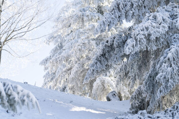 Snow covered trees. Winter forest