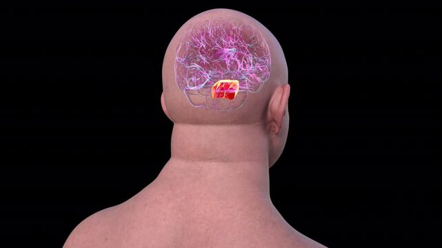 3D animation of the human brain with the pons highlighted in red, responsible for regulating breathing, sleep, and communication between brain regions.