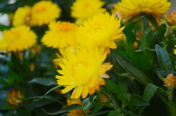 Obraz premium A Closeup or macro Photo of a Strawflower less commonly known as a Xerochrysum bracteatum, The large blooms are colorful and bright.