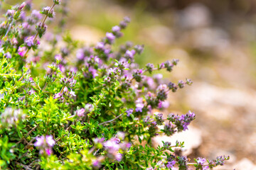 Savory wild plant flower wildflower, medicinal herb for herbal tea grown on Greek Ikaria island,...