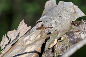 close-up of a red heather dragonfly in the sun on a tree