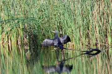 cormorant on a branch in the water in the sun with wings spread