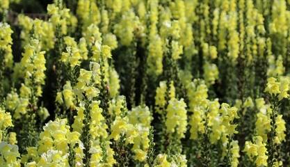 Yellow snapdragon flower