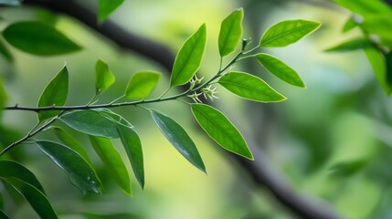 Obraz premium Closeup of Feronia leaf and thorn.