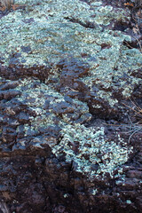 Green Lichen on rock