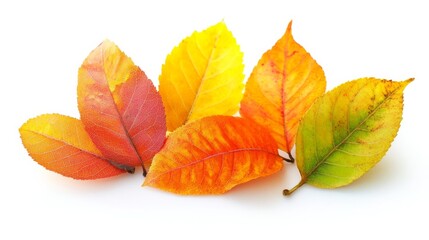 Fototapeta premium Autumn foliage on white background.