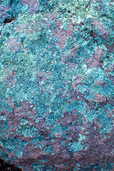blue and green lichen on rock