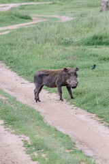 Warthog standing on a dirt path in the wild.A solitary warthog pauses on a dirt path, its rugged features and curved tusks giving it a distinctive, wild look.
