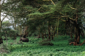Elephant wandering in dense forest. A lone elephant strolls peacefully through a dense forest, surrounded by towering trees and vibrant green vegetation