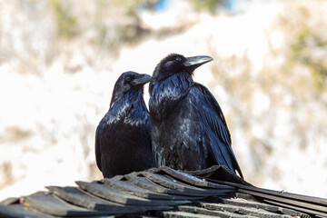 Paired Ravens