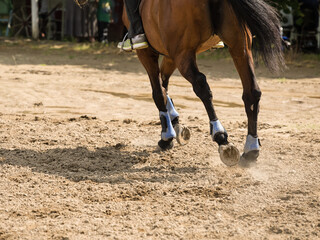 Horse galloping in paddock. Close up
