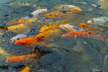 a group of golden fish in a pond