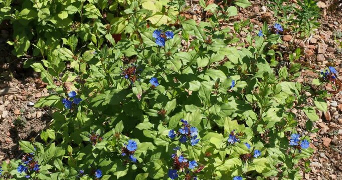 Hardy blue-flowered leadwort (Ceratostigma plumbaginoides) Ornamental ground cover of reddish stems clothed with clusters of blue-gentiane flowers in terminal heads above oval, shiny green leaves