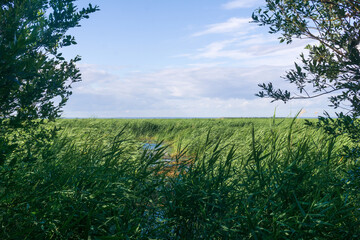 vast tidal marsh on baltic sea coast with reed beds in the foreground