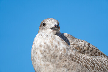 Fototapeta premium Seagull - Close Up view of wild seagull sea bird