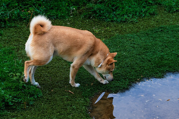 Playful photograph of the Shiba Inu, with the energy, elegance and character of this iconic Japanese breed,