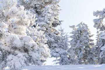 Snow covered trees. Winter forest