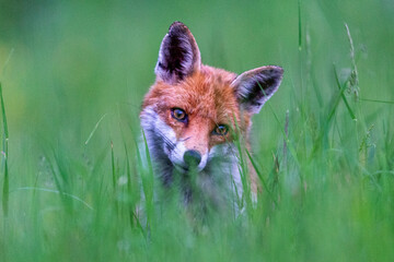 Photographs of UK Foxes