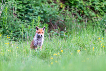 Photographs of UK Foxes