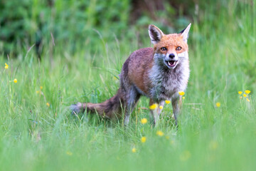 Photographs of UK Foxes