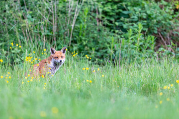 Photographs of UK Foxes