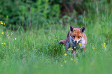 Photographs of UK Foxes