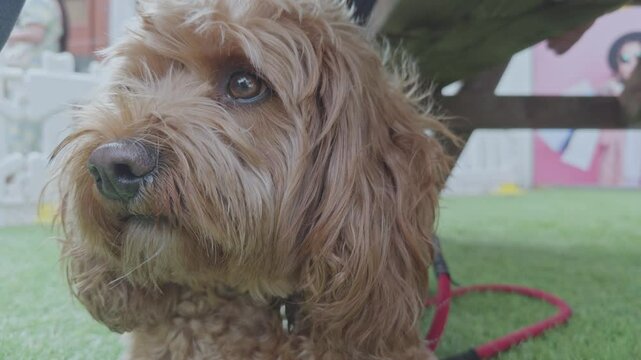Adorable Cavapoo dog outdoors 