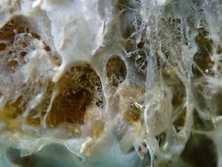 Dying variable loggerhead sponge (Ircinia variabilis) with signs of early decomposition extreme close-up undersea, Aegean Sea, Greece, Halkidiki, Pirgos beach