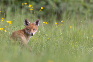Photographs of UK Foxes