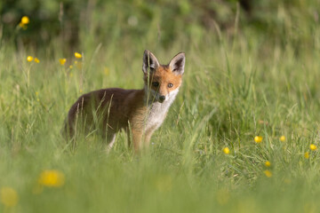 Photographs of UK Foxes