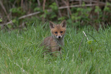 Photographs of UK Foxes