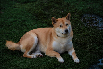 Playful photograph of the Shiba Inu, with the energy, elegance and character of this iconic Japanese breed,