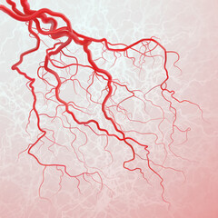 Blood vessels. Isolated vector illustration