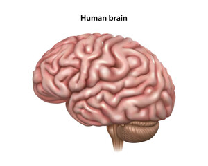 Human brain. Isolated vector illustration