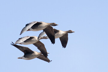 Bean Goose