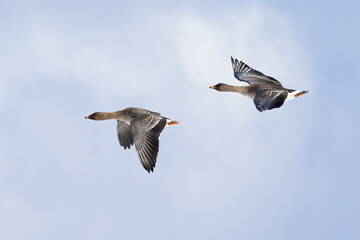 Bean Goose